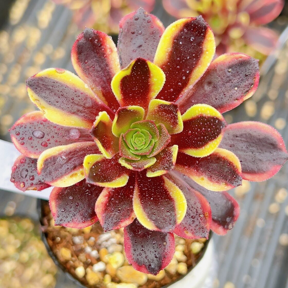 69#多肉植物アエオニウム錦❤️ロスコフ錦❤️青花磁❤️1大頭6子芽 