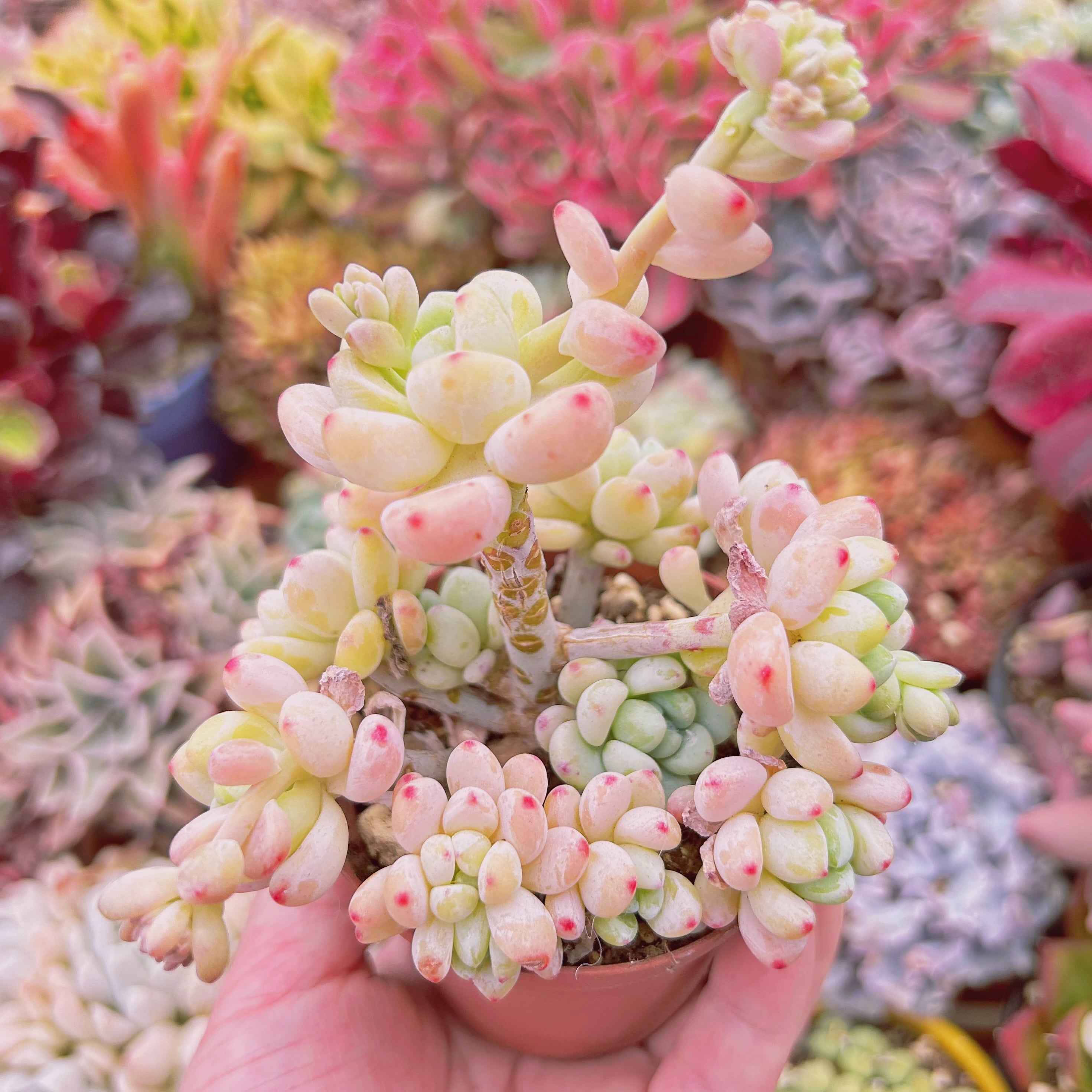 現物 多肉植物 ロッティ | るる農園~多肉植物専門