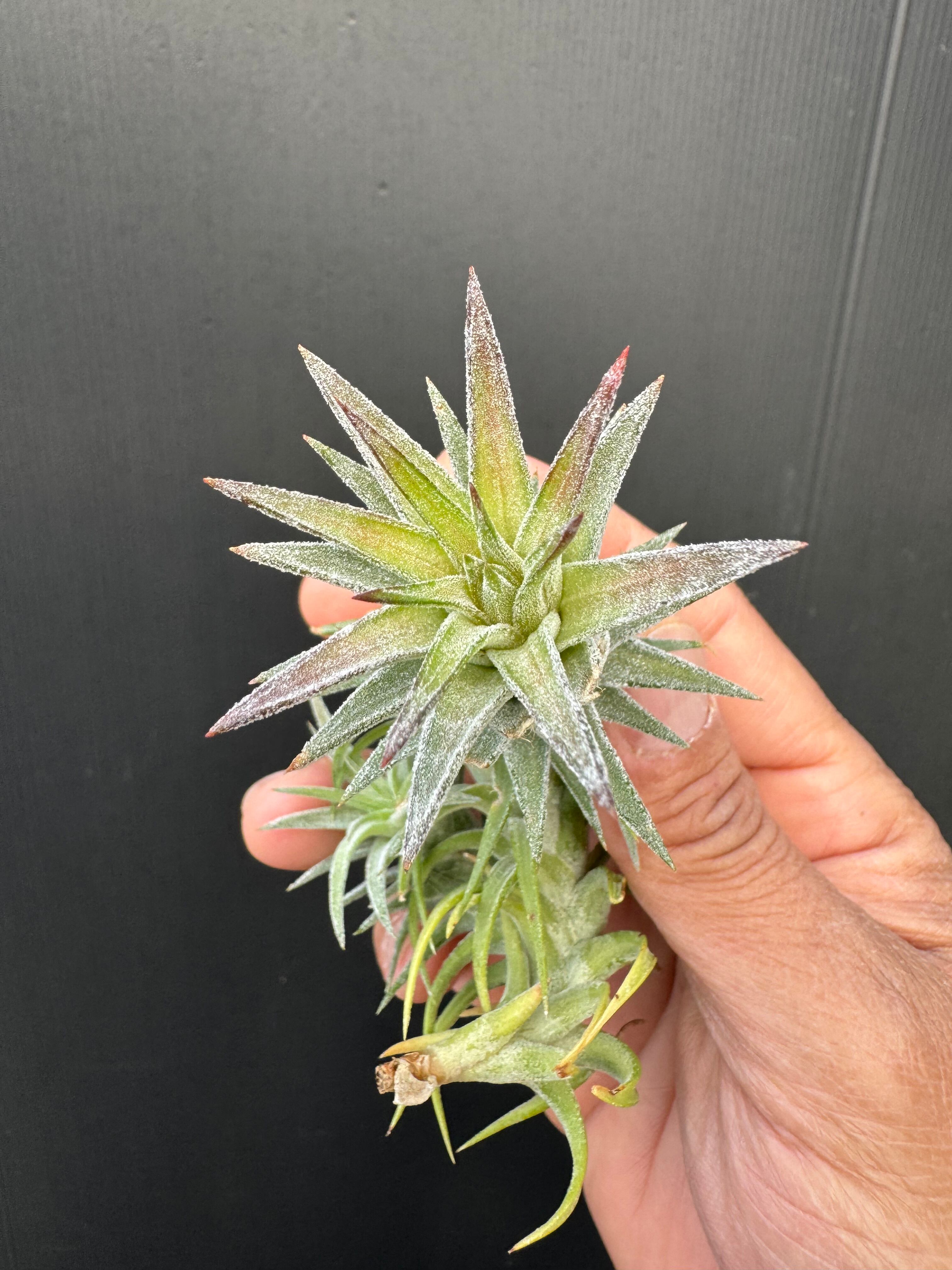 イオナンタ バンハイニンギー バリエガータ ionantha v. vanhyningii