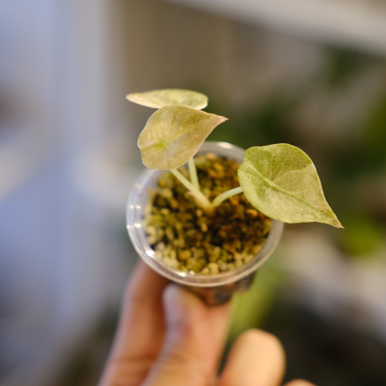 Alocasia cuprea varigated /アロカシア クプレア 斑入り②