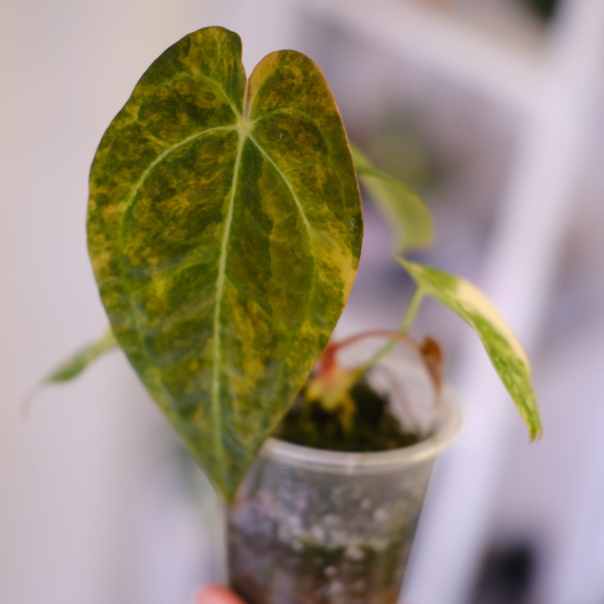 Anthurium papillilaminum var. “Australia version” × Anthurium 'Red