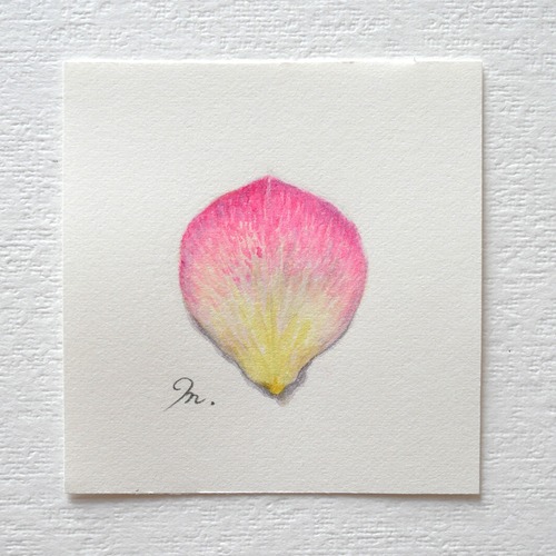 バラの花びら　C　（シート）