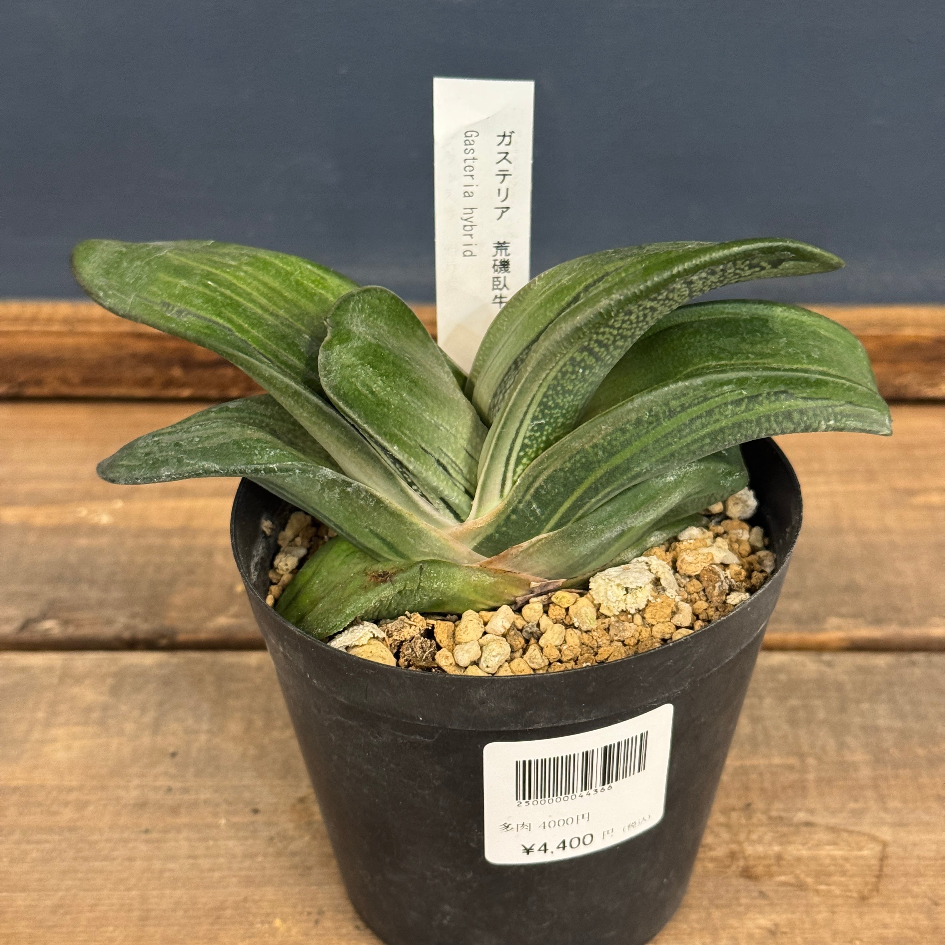 アガベ オテロイ 実生【229】 | PROTOLEAF プロトリーフ