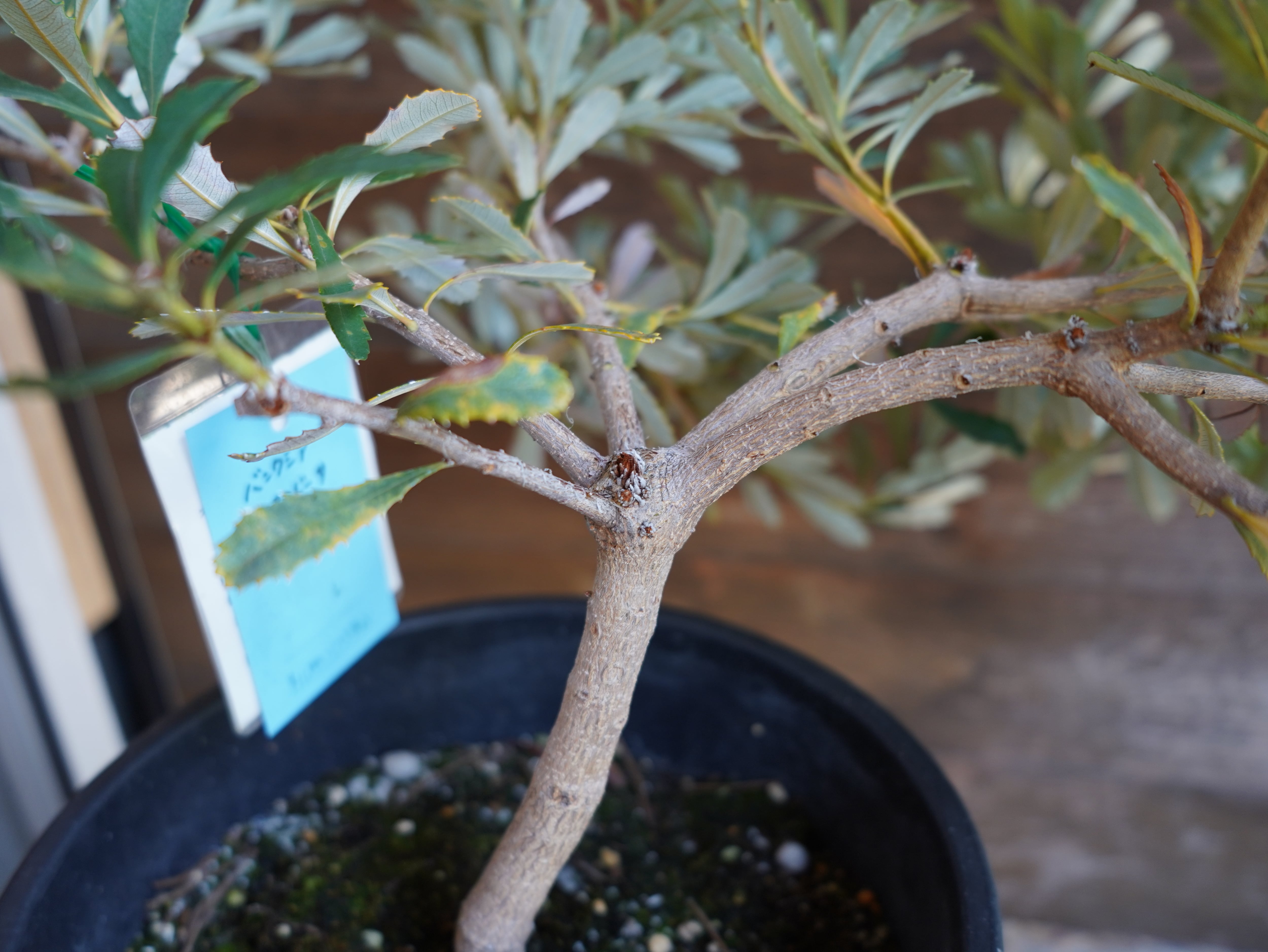 【現物】バンクシア　”パラドサ”