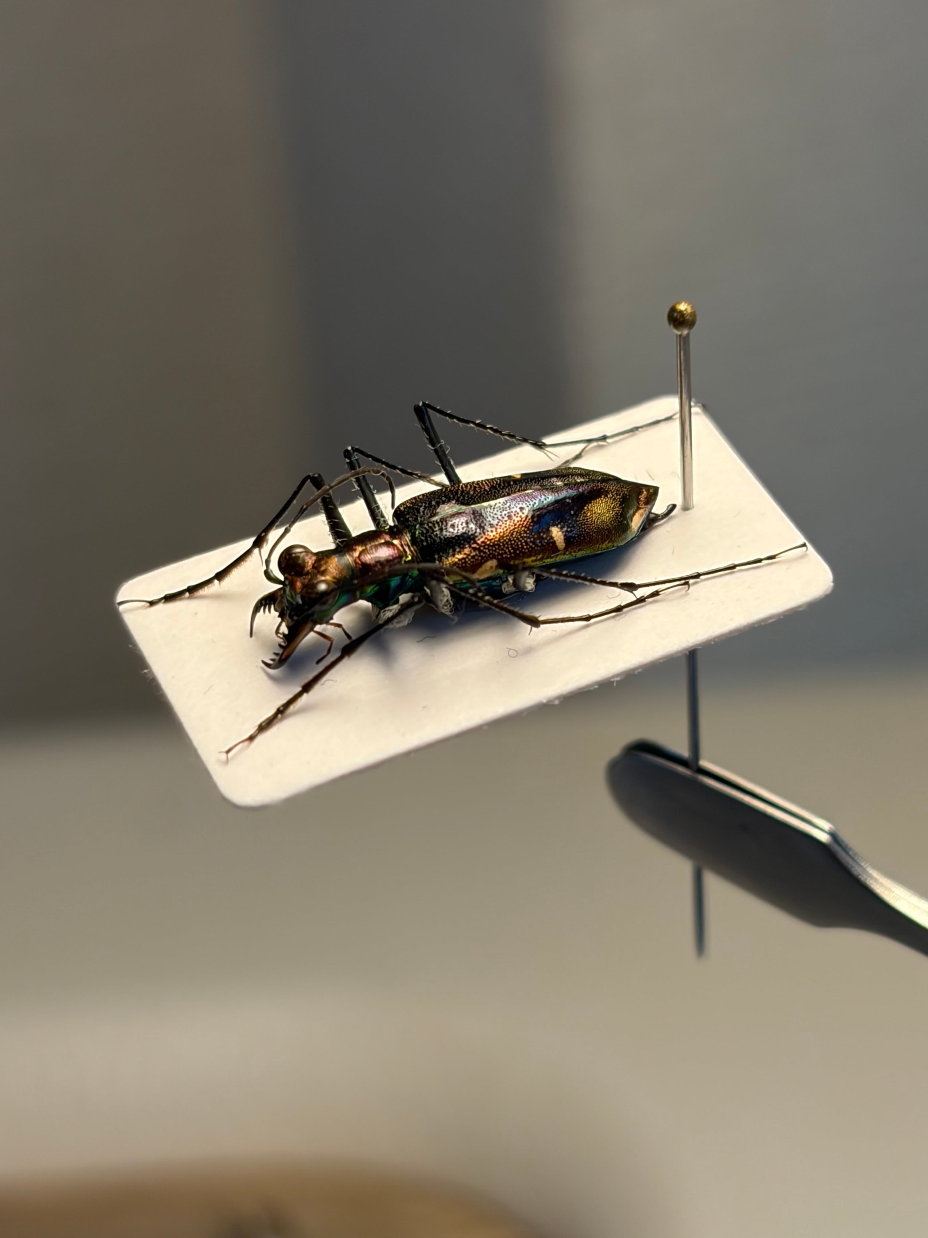 121mm】タイタンオオウスバカミキリ カブトムシクワガタハナムグリ