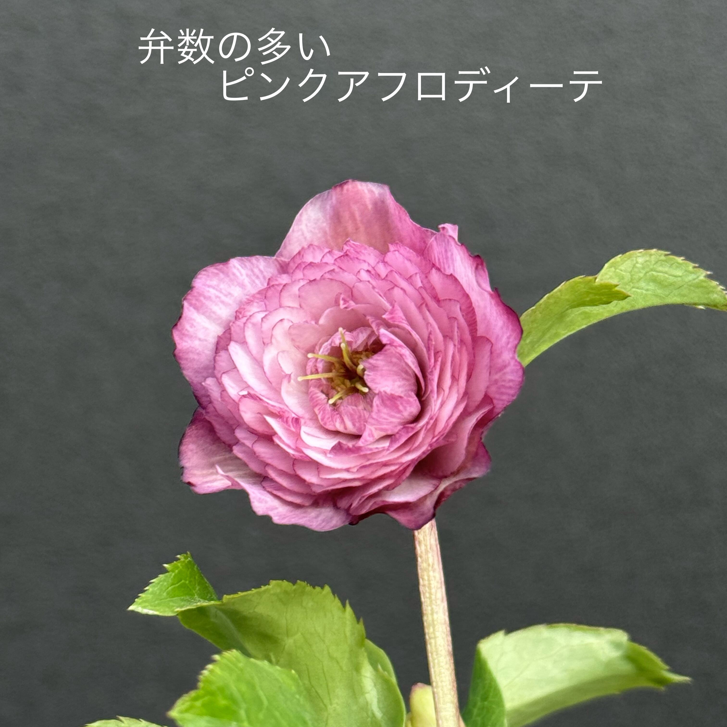 加藤農園 | Maihana 加藤農園 | Maihana