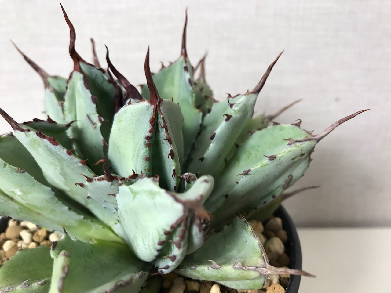 アガベ ポタトラム 'キュービック'