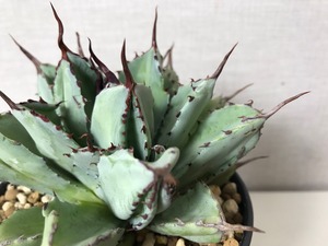 アガベ ポタトラム 'キュービック'