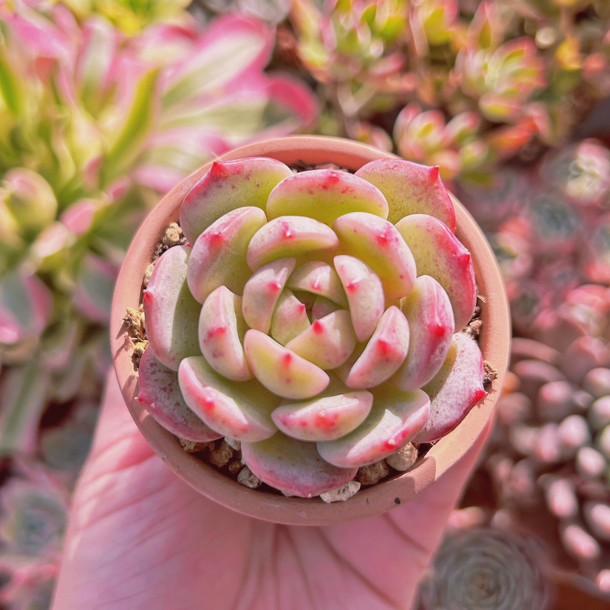 多肉植物　Echeveria  モンローxコロラータ