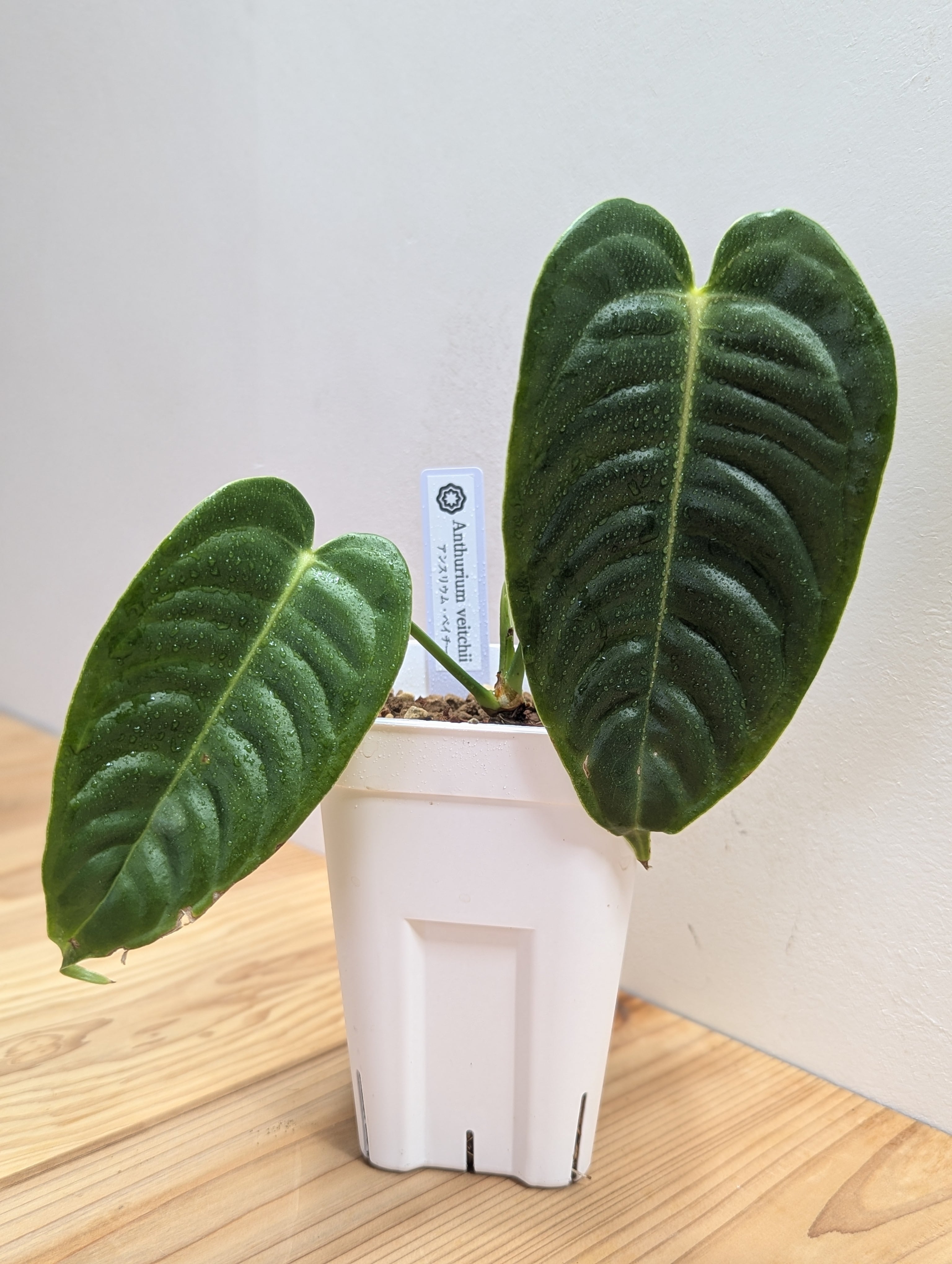 アンスリウム・マグニフィカム 6号 | GREEN Road 植物とパワーストーンの店