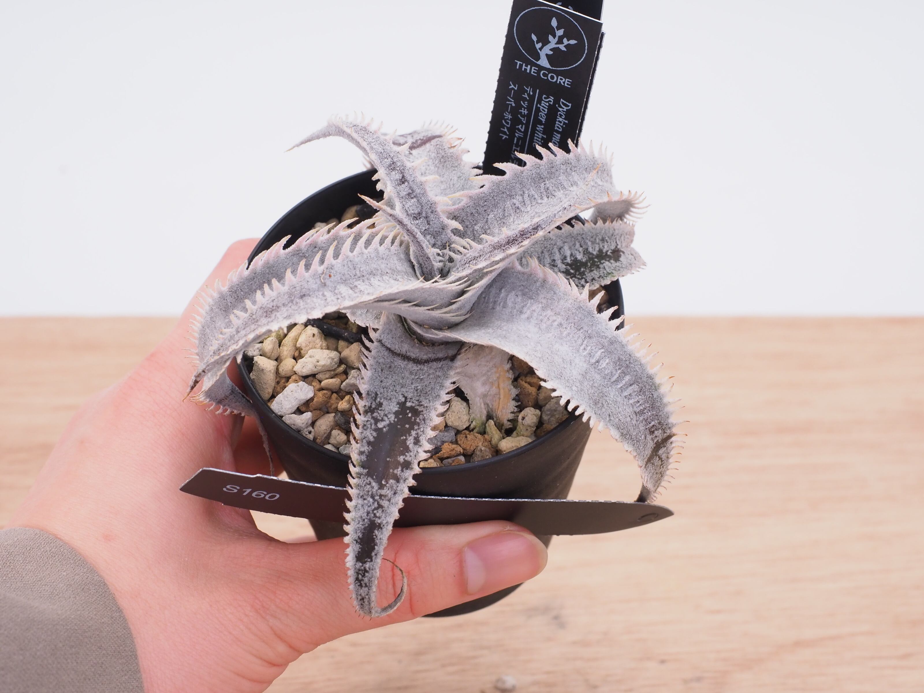 アガベ チタノタ ビッグスパイン | THE CORE