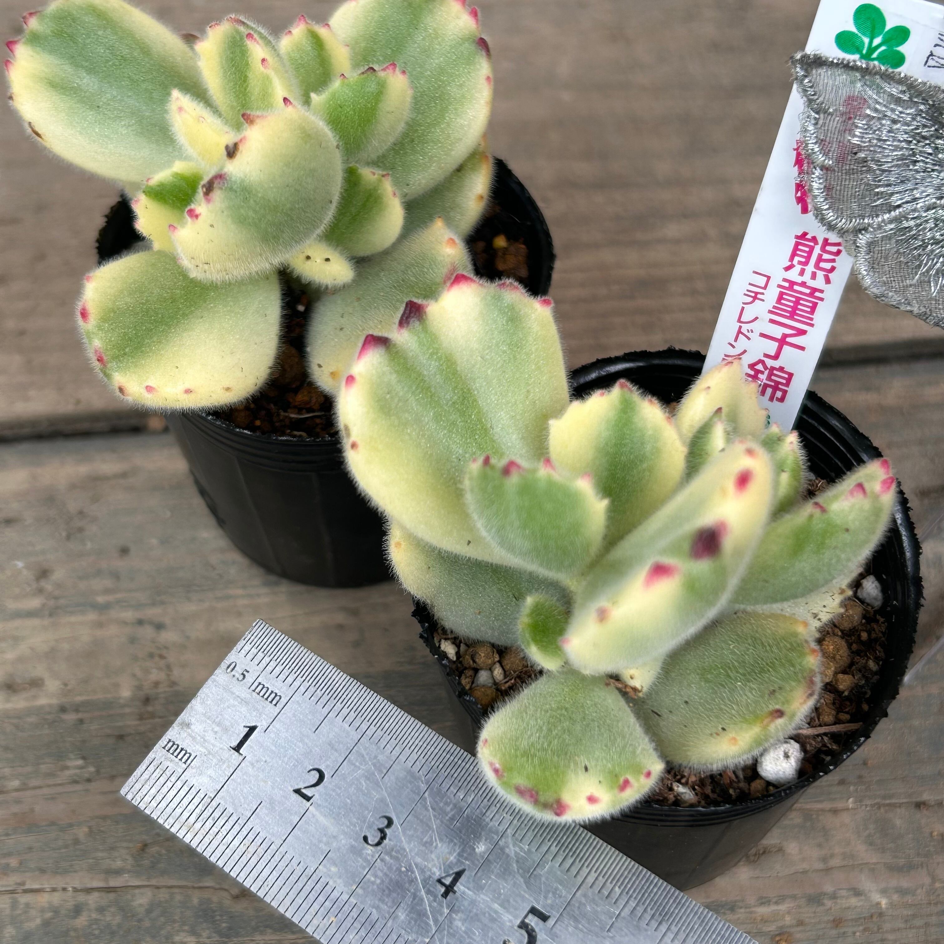 熊童子錦 | RuPo 多肉植物専門店
