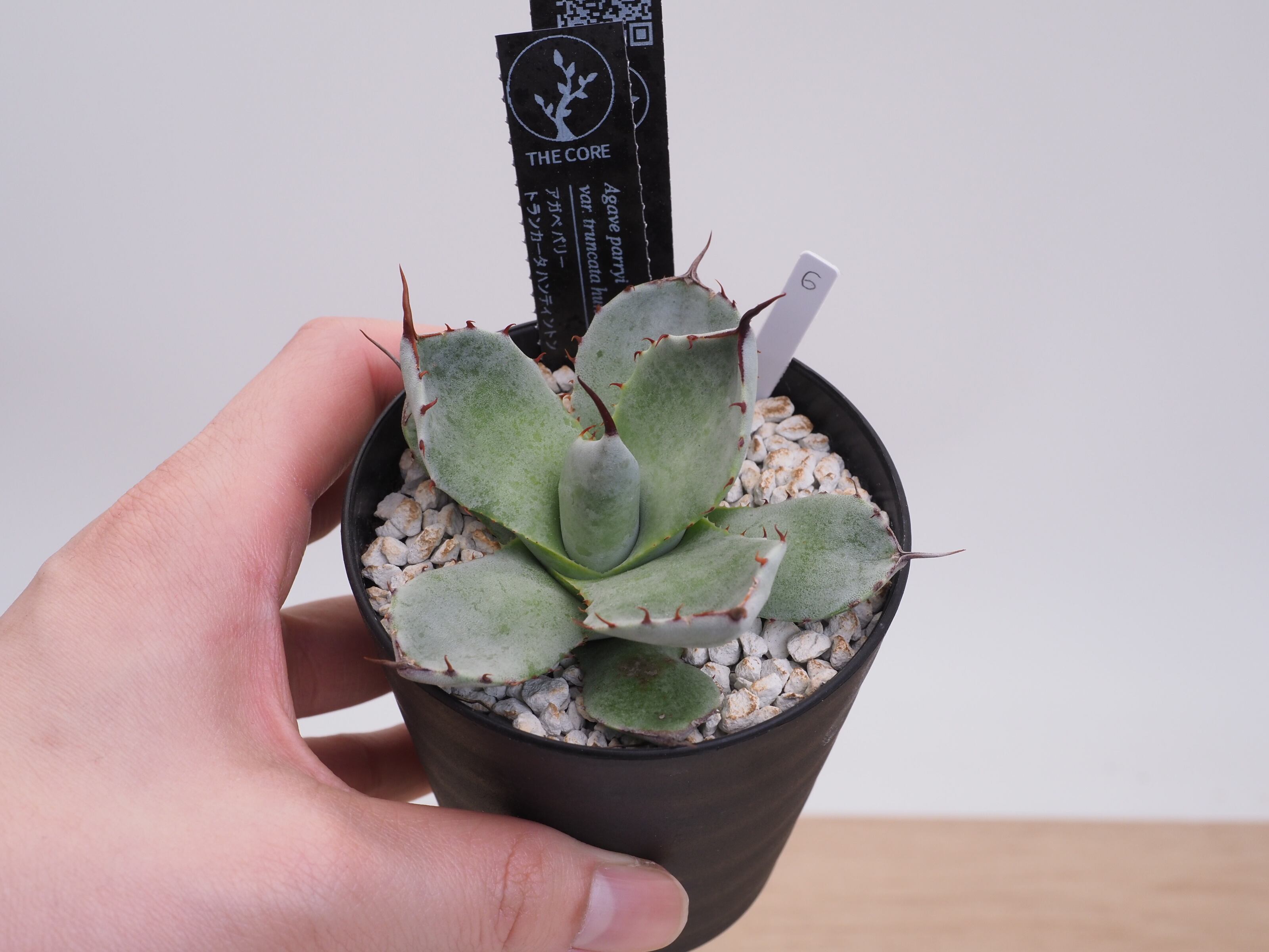 e204c680ab758cf0eb3496f28b2ed9