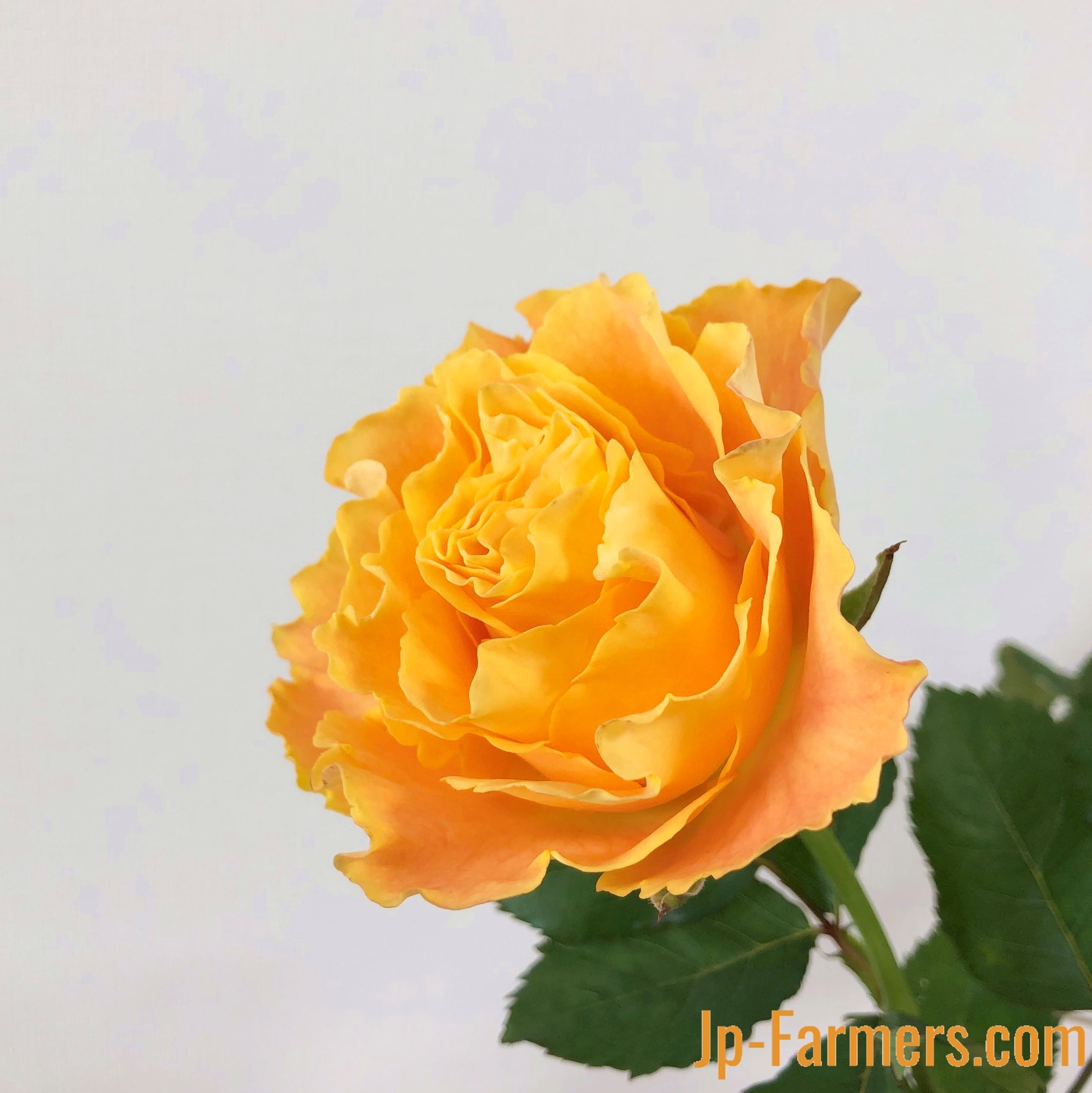 大内ファーム バラ マンゴーリーバー 10本 | 新鮮お花問屋 Jp-Farmers.com