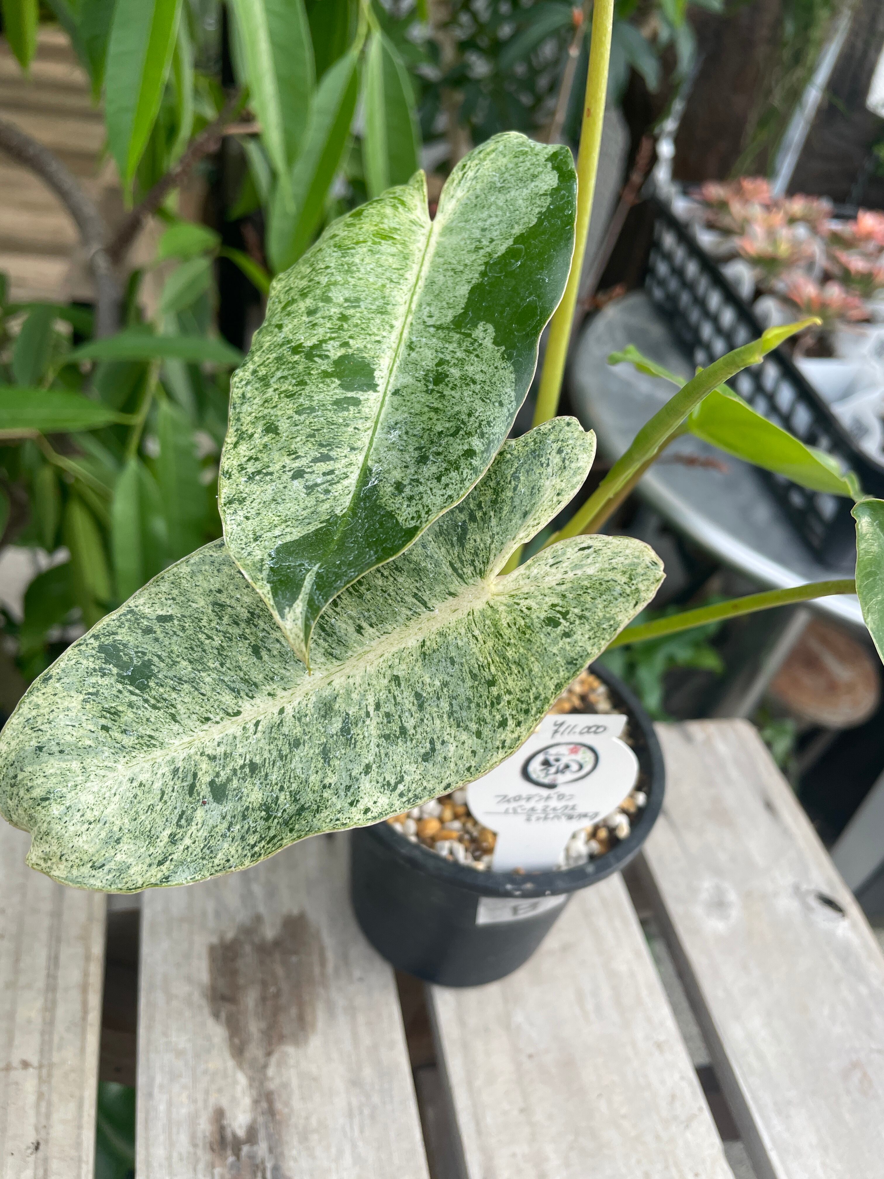 観葉植物 希少  【フィロデンドロン  ホイップル ウェイ ミント バリエガタ】 観葉植物 希少 【フィロデンドロン ホイップル ウェイ ミント バリエガタ】