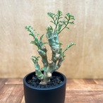 Pelargonium carnosum【ペラルゴニウム・カルノーサム】