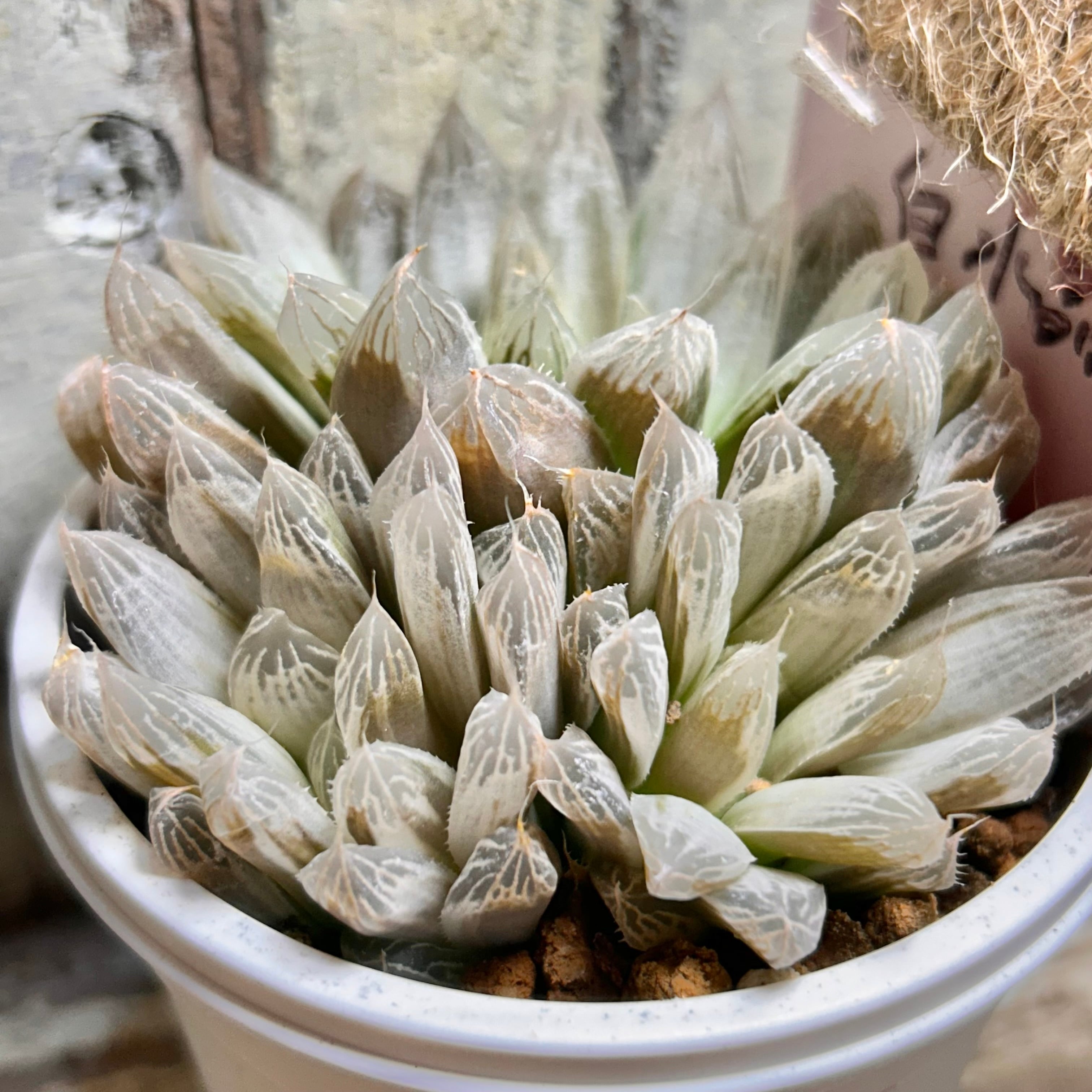 白水晶 ハオルチア | RuPo 多肉植物専門店