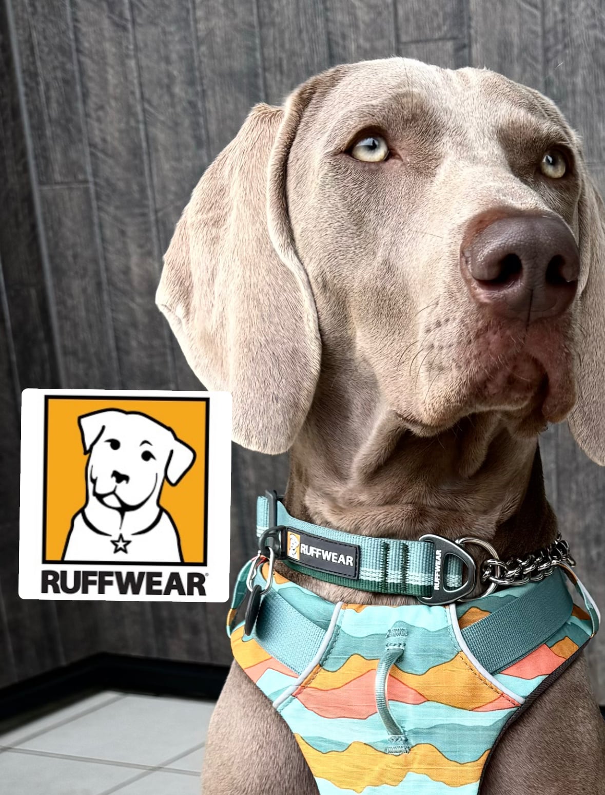RUFFWEAR/チェーンリアクションカラー/リバーロックグリーン S~L