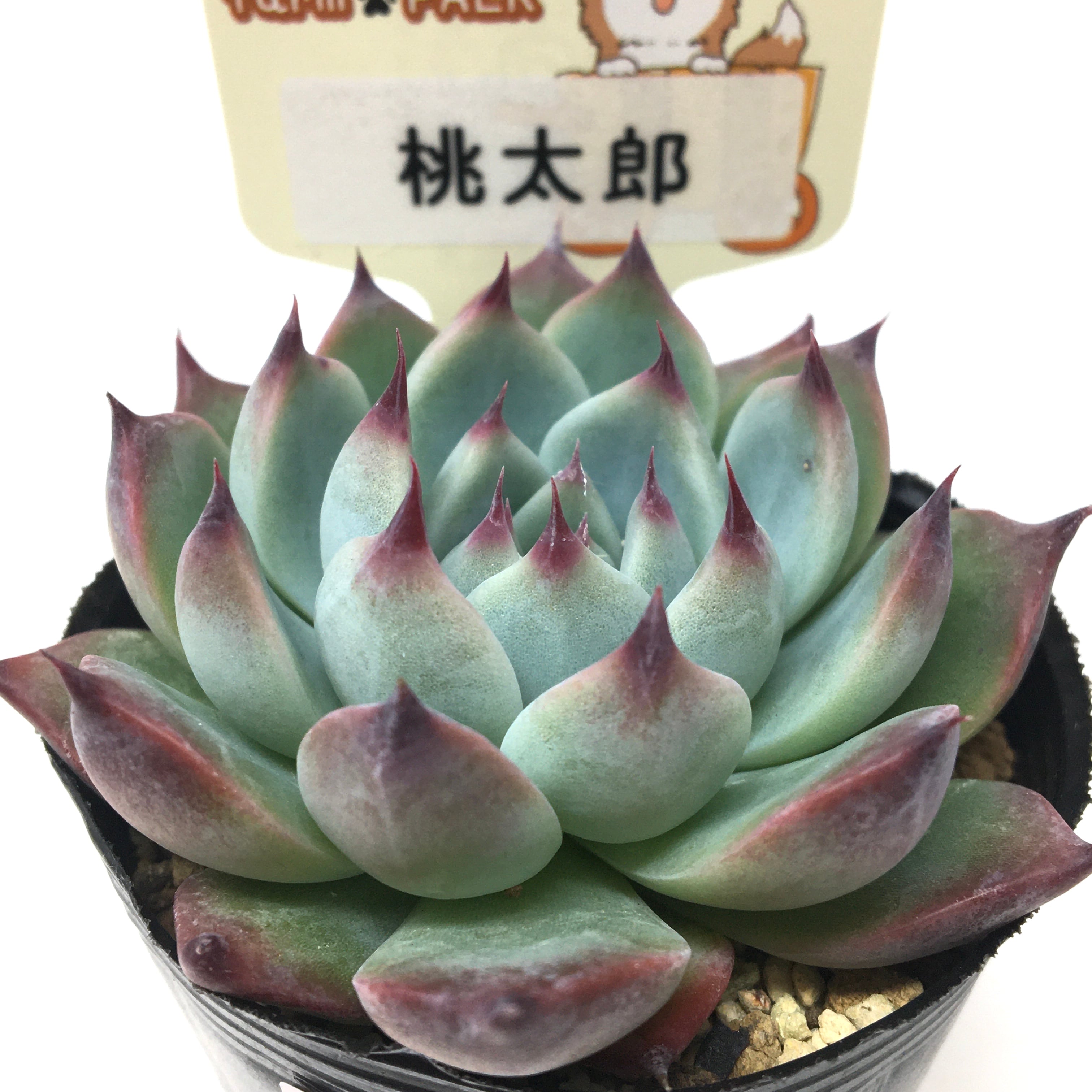 541A多肉植物 エケベリア 交雑新品種ダフニ 25株 超美苗 サボテン 観葉