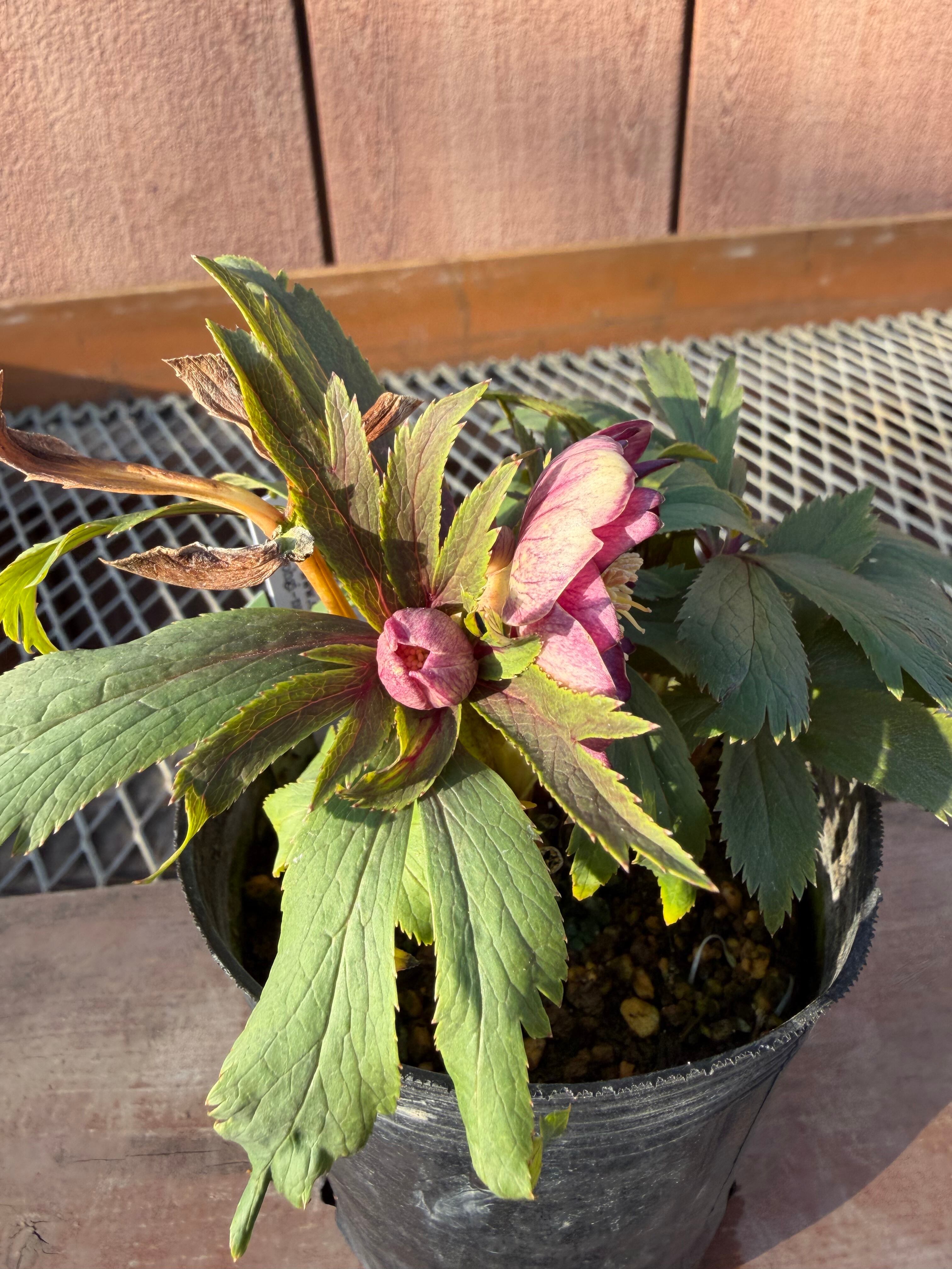 イリュージョン系dd 大木ナーサリー クリスマスローズ【Og03】送料無料