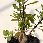 Fouquieria fasciculata【フォークイエリア・ファシクラータ・実生】