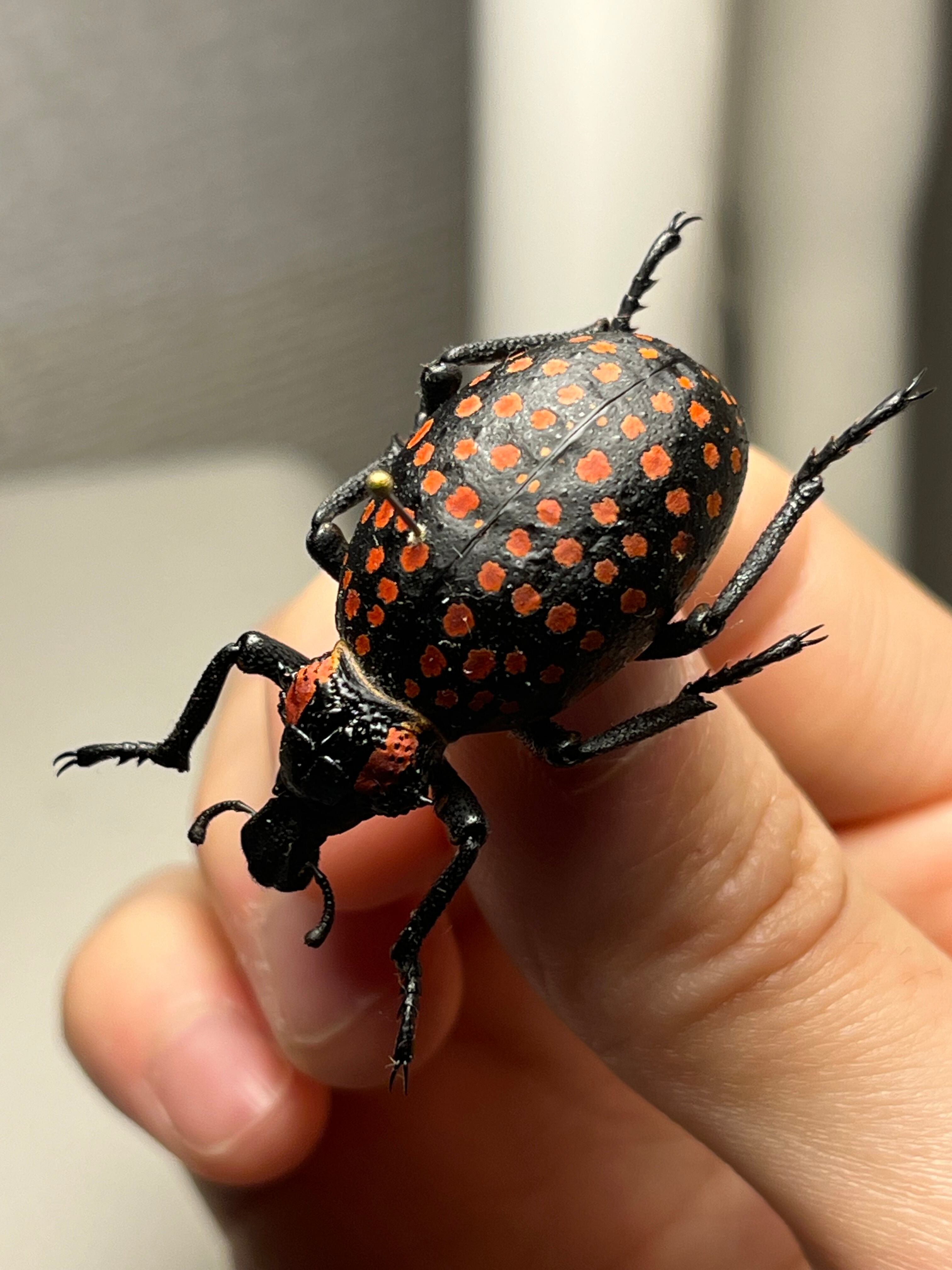 37mm】ベニモンオオタマゾウムシ 標本 Brachycerus apterus タマムシ