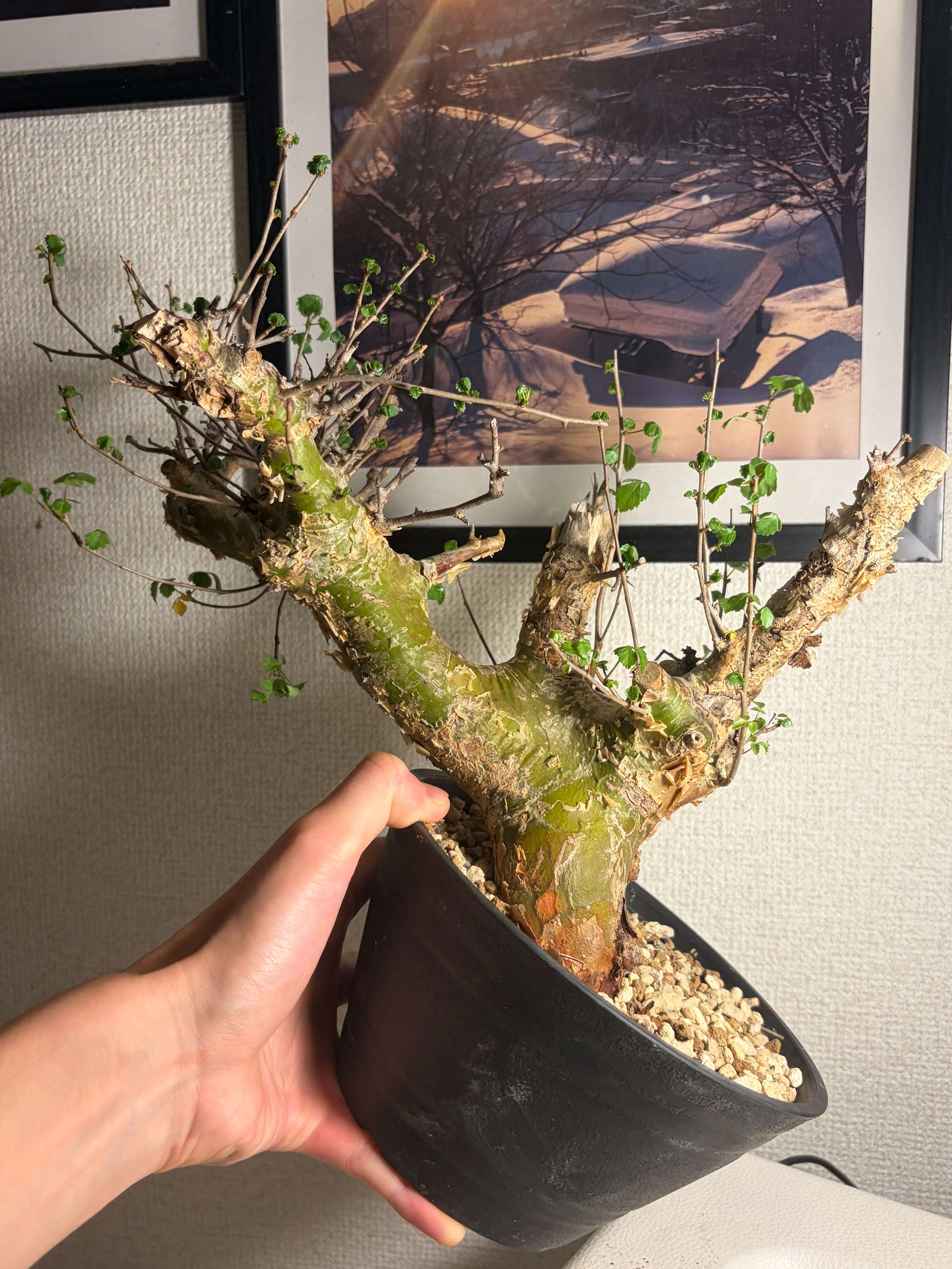 コミフォラ シクロフィラ 塊根植物 エイル アフリカーナ