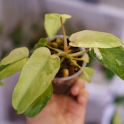 Philodendron Radiatum x Florida Beauty x Mayoi / フィロデンドロン③