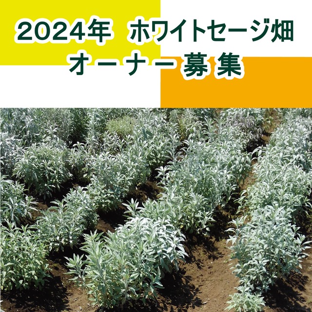 【 ６カ月間 毎月 お届け 】２０２４年　オーガニック　ホワイトセージ畑のオーナー募集(６回お届けコース)