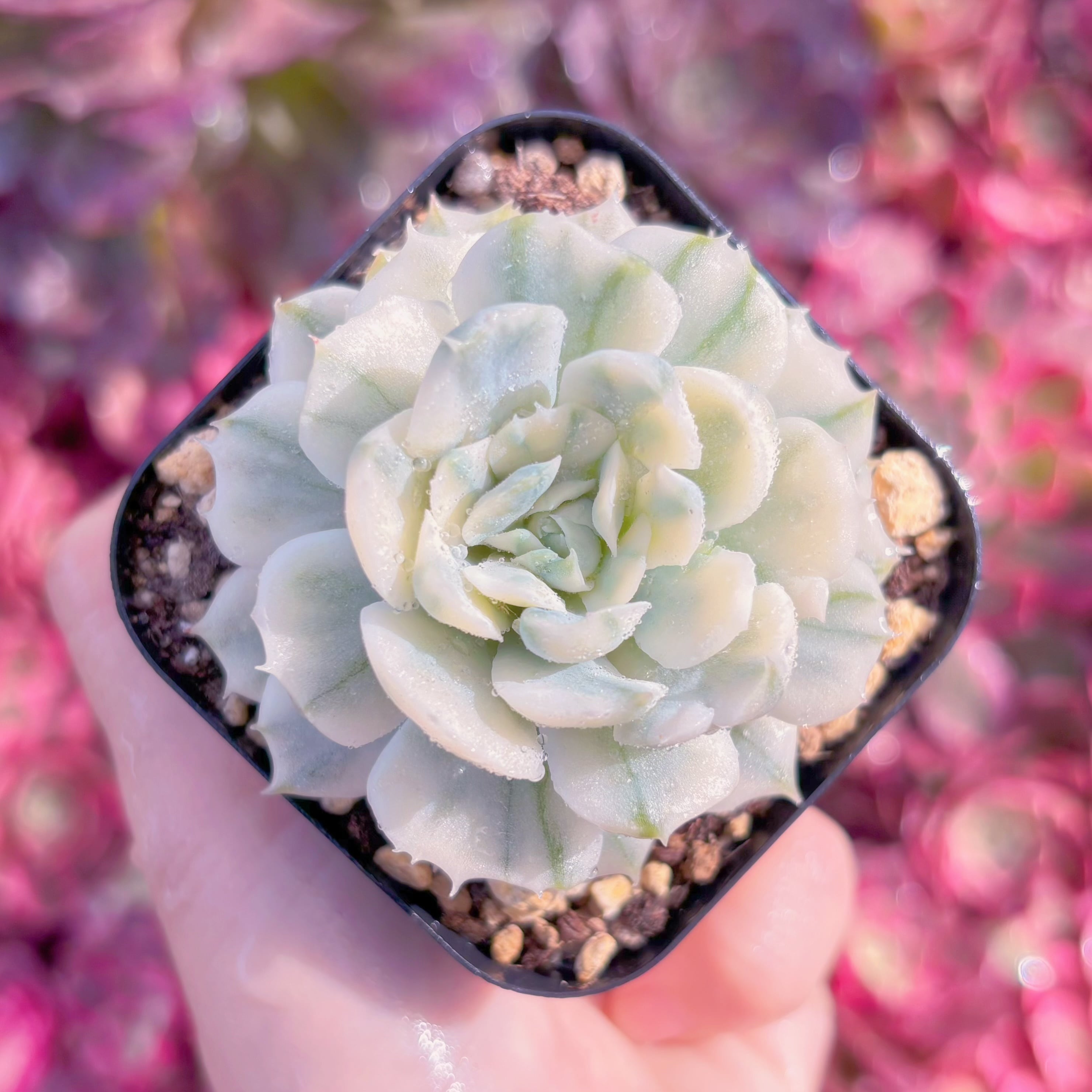 現品　クリームベリー錦#K403　るる農園