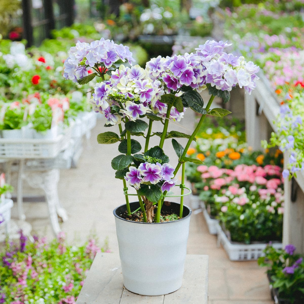 あじさい 凛 アジサイ 紫陽花 5寸○強健で花付きバツグンの品種 育て