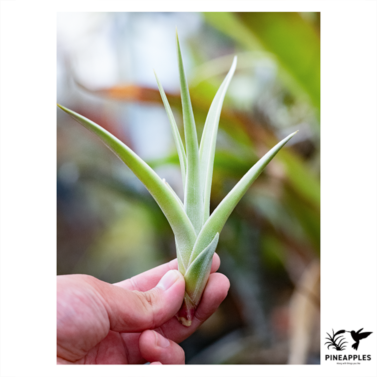Tillandsia xiphioides var. lutea (Medium) - 4