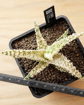 抜き苗 アロエ TCT テンプラ Aloe 'Tempura'