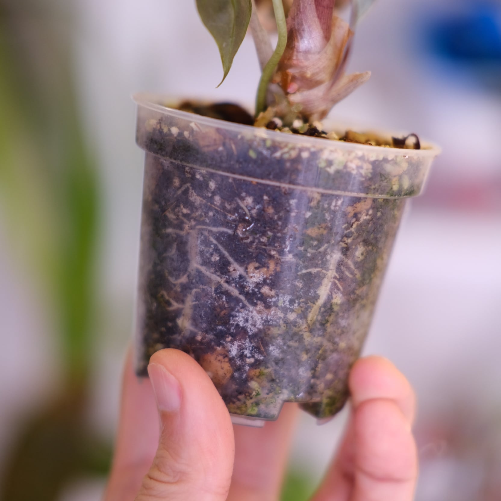 Alocasia Amazonica Polly Pink varigated⑥│アロカシア アマゾニカ