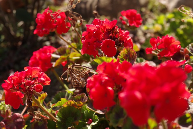 [スカーレット] リネンツイルガーゼの刺繍ストール　ミドル巾