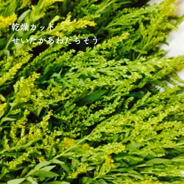 セイタカアワダチソウ 自然乾燥350g 和歌山産 薬草布袋付き よもぎ蒸し お風呂 に