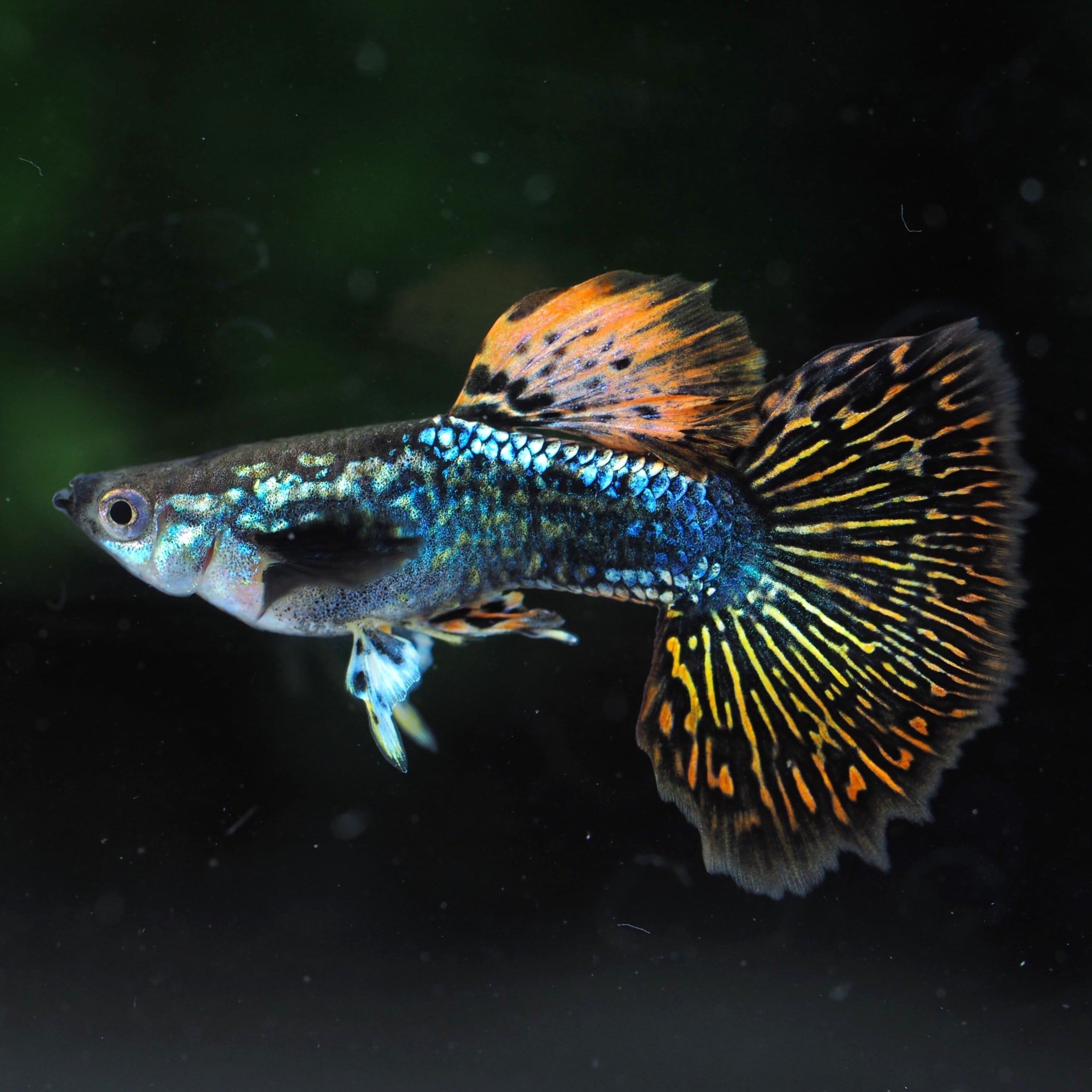 レッド ドラゴン リッボン グッピー レッド ドラゴン リッボン グッピー