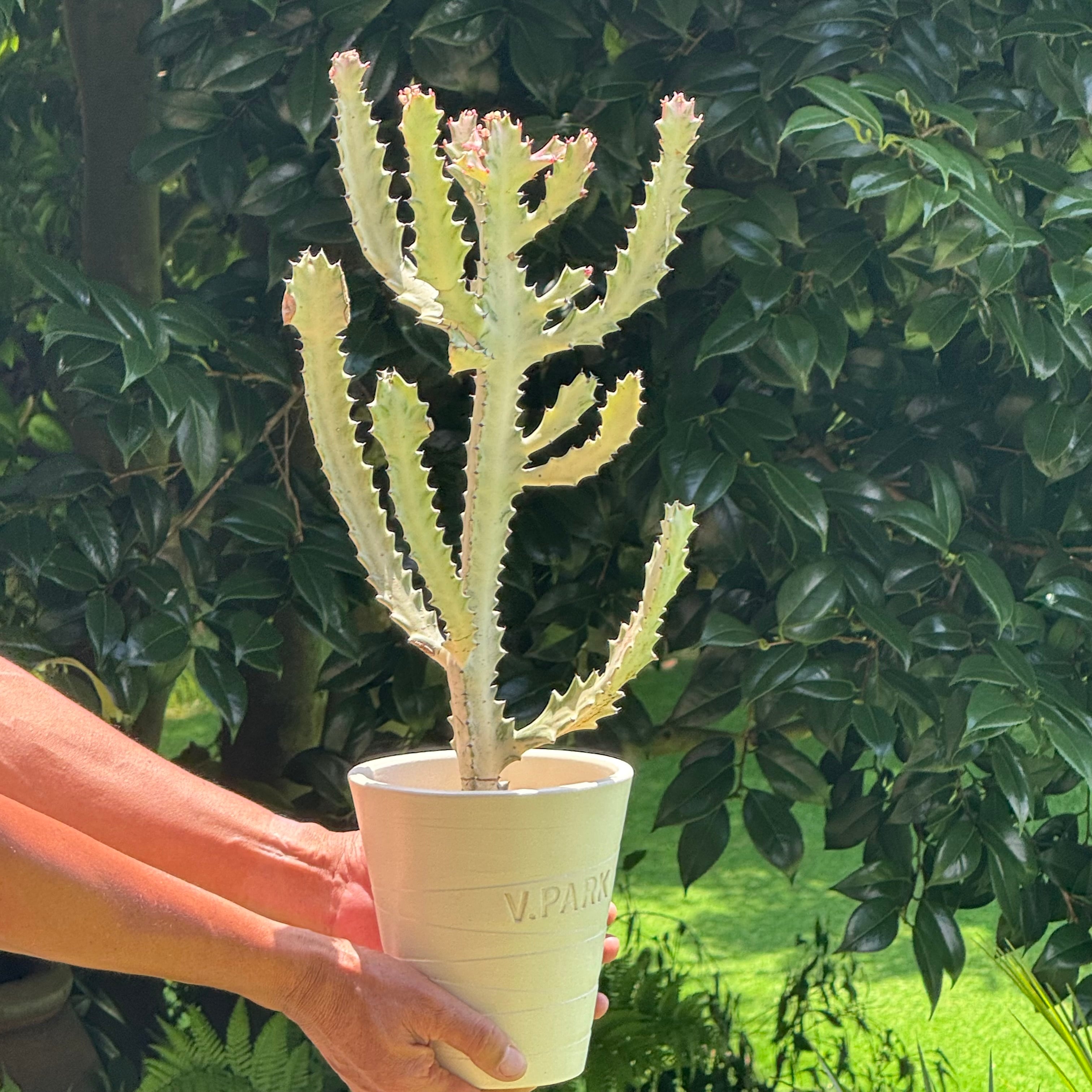 ユーフォルビア ホワイトゴースト オリジナル 信楽焼鉢