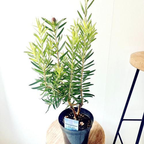 【現品】希少オージープランツ リューカデンドロン ルビーレッド 5号 75cm