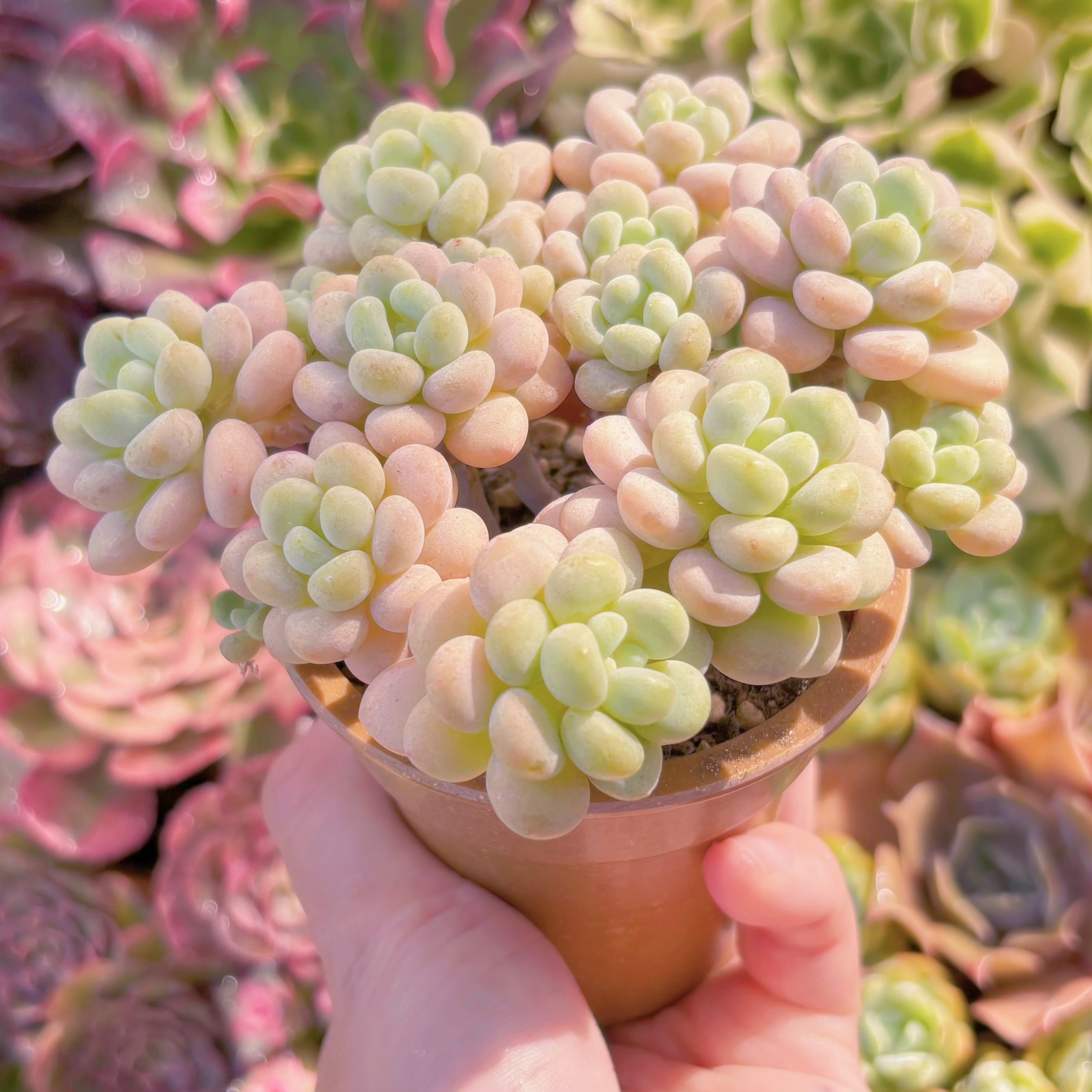 多肉植物 丸葉ストロベリーミルク 群生 新入荷 るる農園 | るる農園