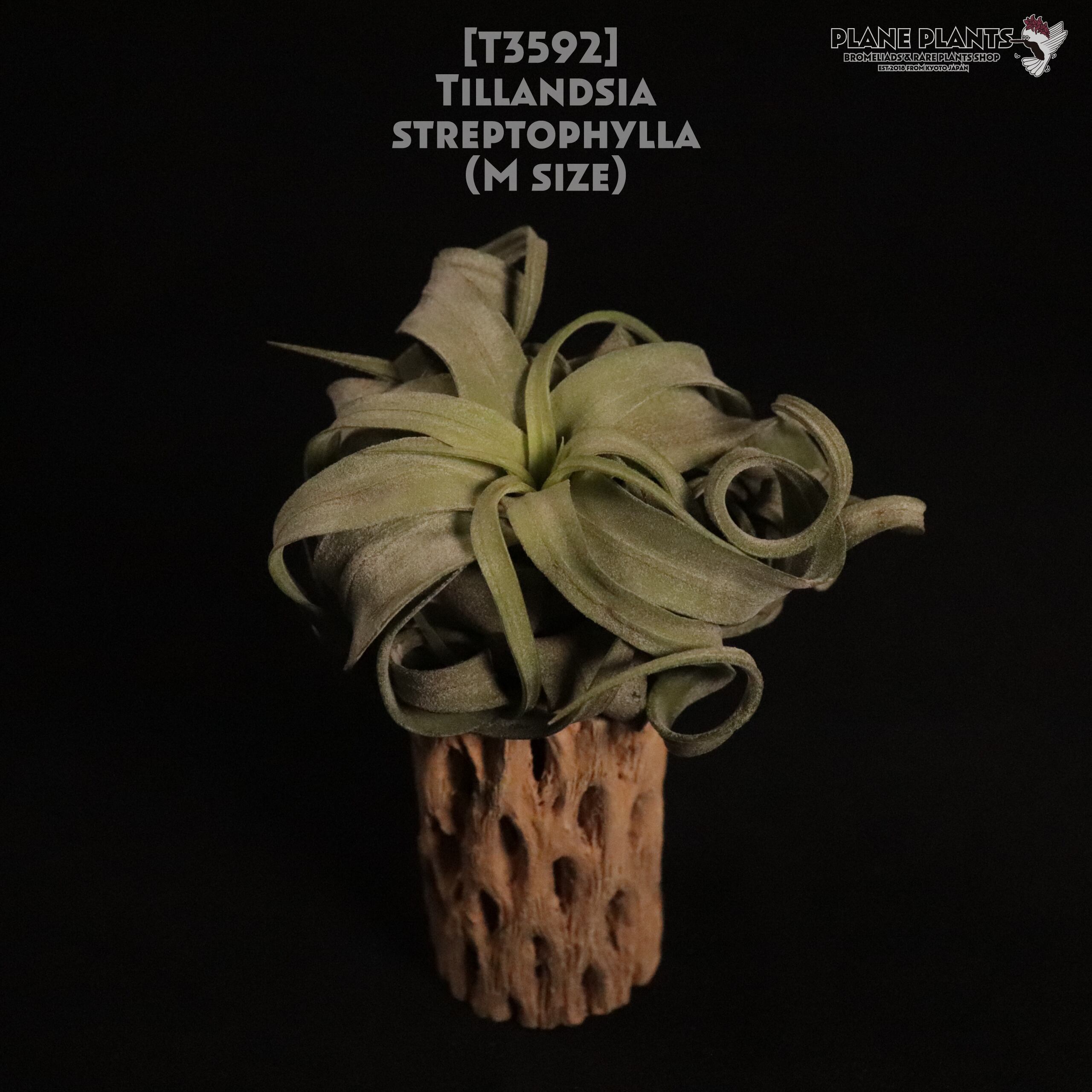 【送料無料】streptophylla M〔エアプランツ〕現品発送T3592