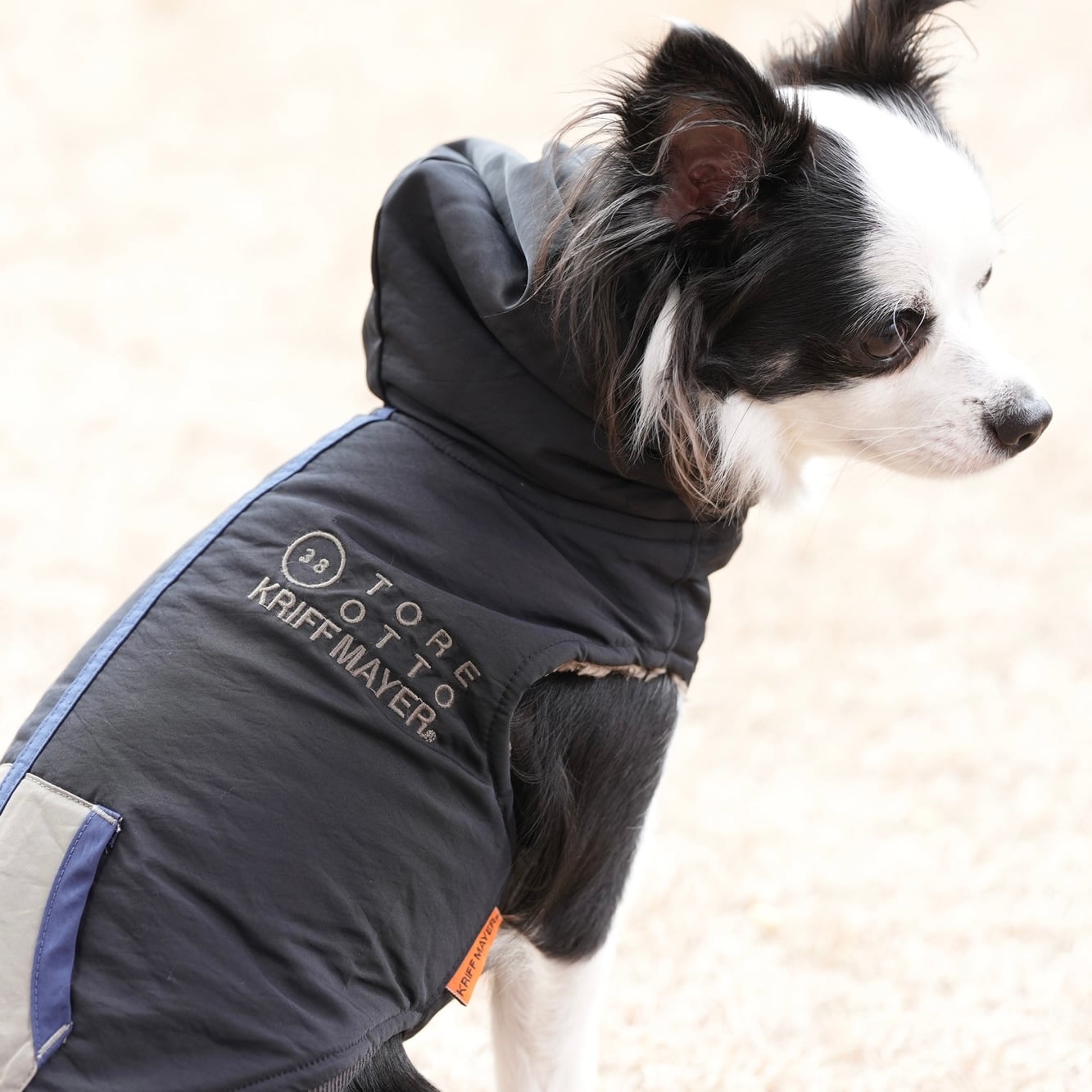 DOGひっくりベスト（BLACK） | 38explore