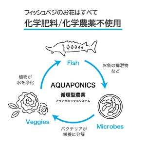 FISH VEGGIES／お魚が育てたお野菜　香りと彩りを贈る エディブルローズギフト　エディブルローズ10輪 × 芯身美茶 ノンカフェイン 華やかガーリーブレンド 缶(10パック)ローズティーセット