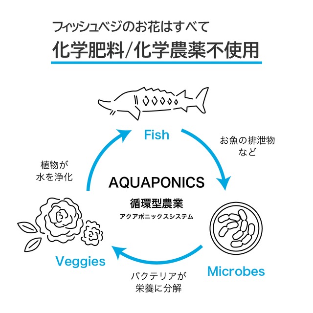 FISH VEGGIES／お魚が育てたお野菜　香りと彩りを贈る エディブルローズギフト　エディブルローズ10輪 × 芯身美茶 ノンカフェイン 華やかガーリーブレンド 缶(10パック)ローズティーセット