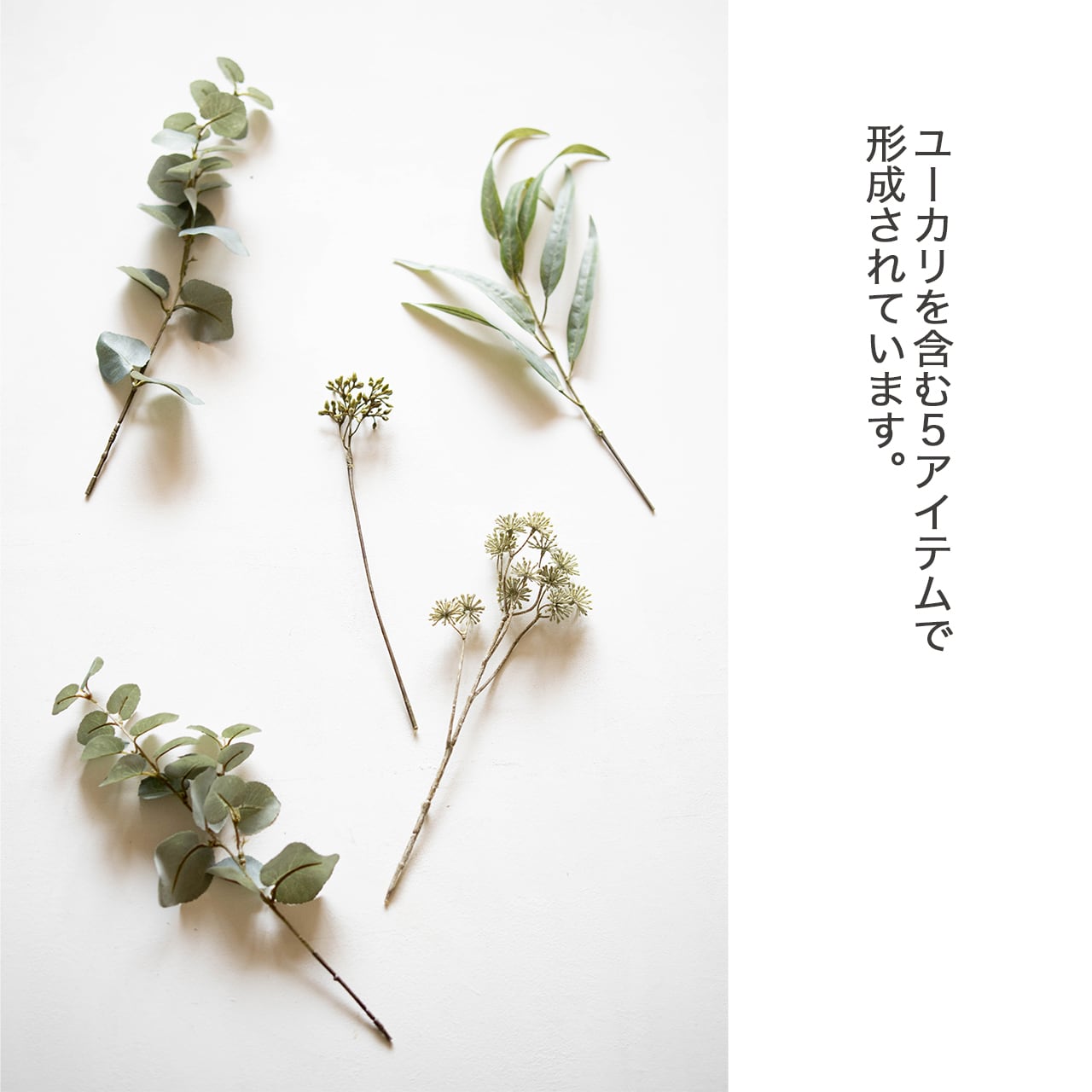 ユーカリページ ユーカリ：グニーユーカリ（サイダーガム）6号ポット の通販