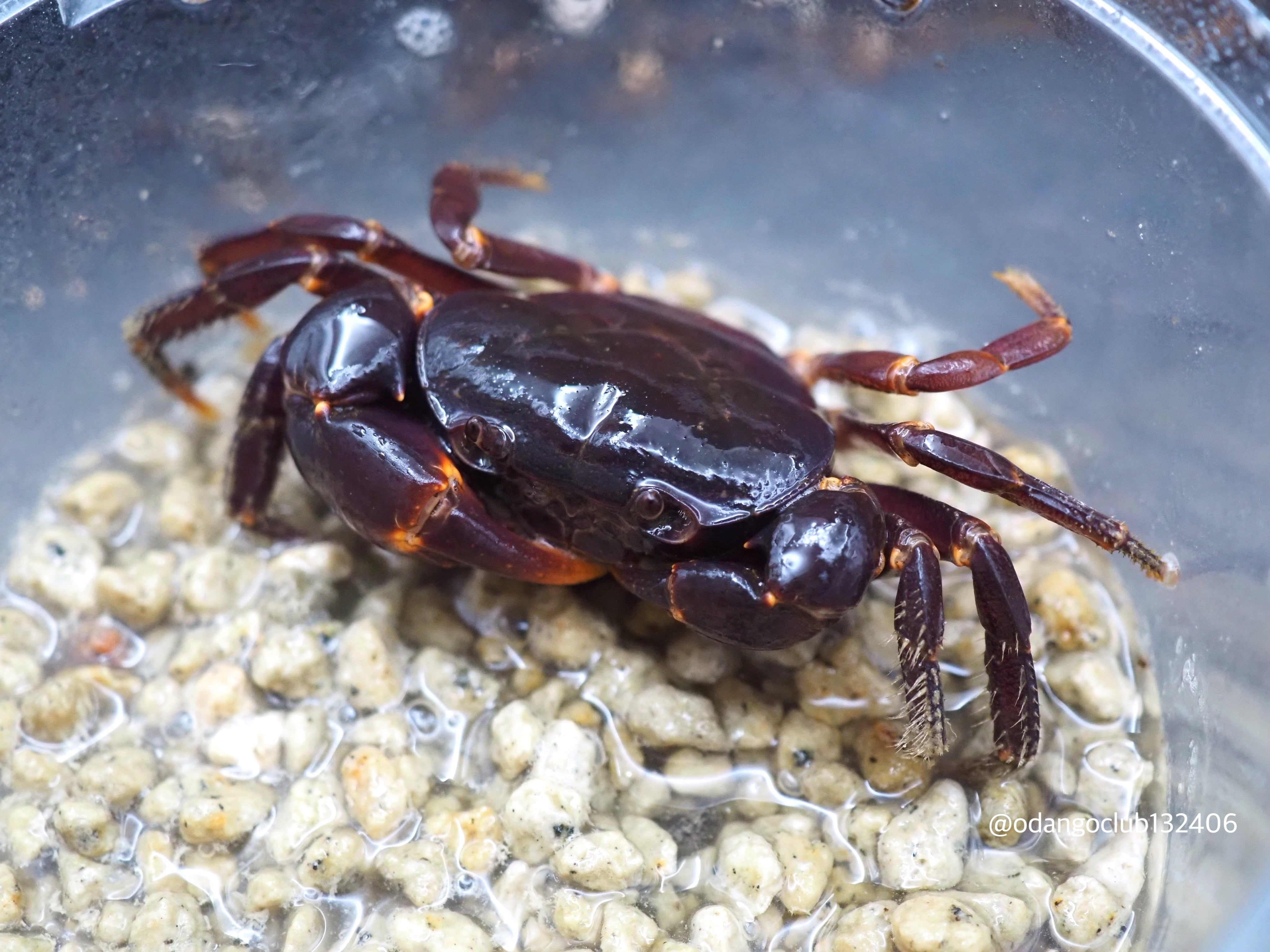 カニ ムラサキサワガニ ♂ 1匹 カニ | おだんごくらぶ