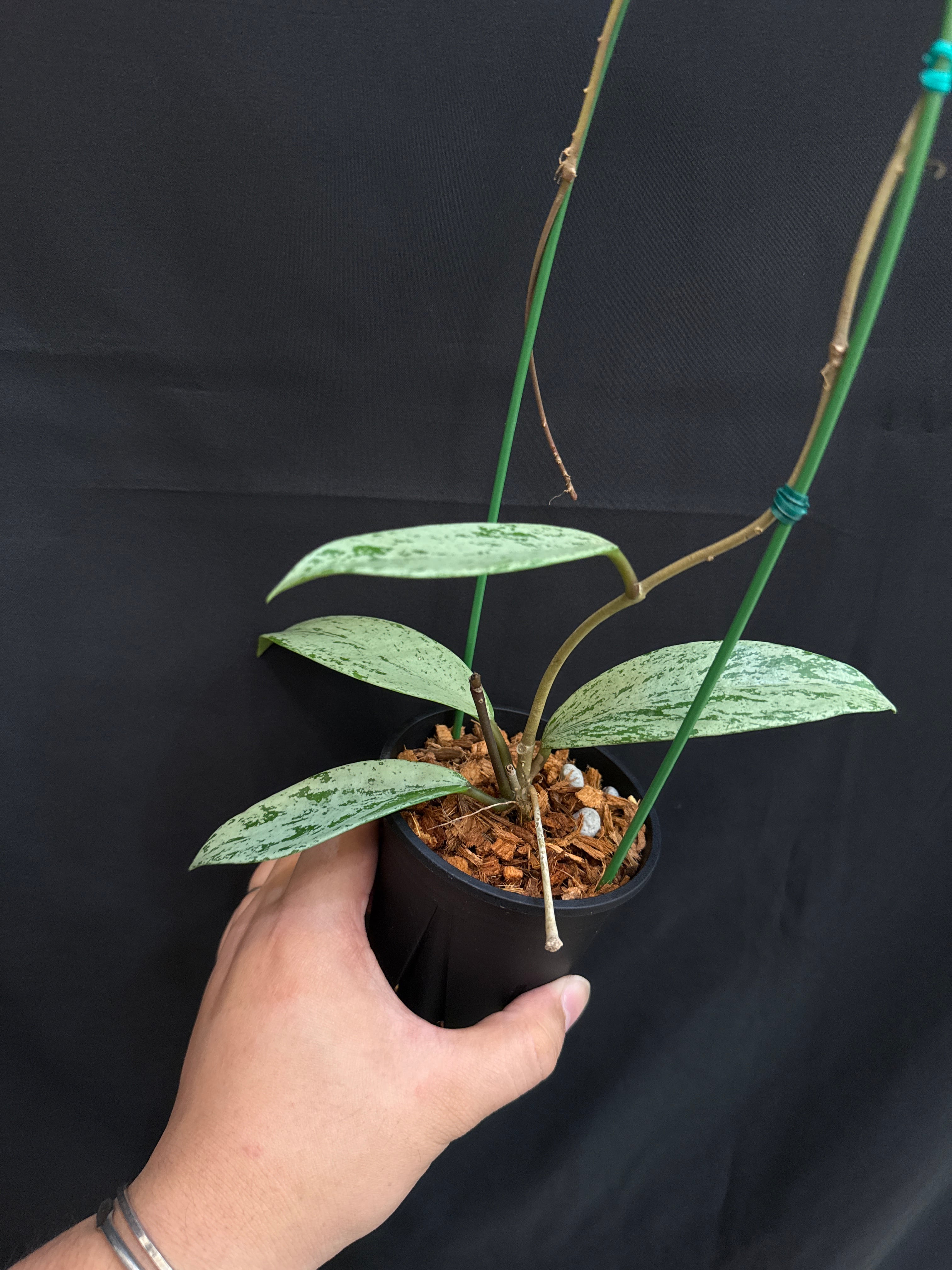 ① (Mucho) Begonia cucullata pink variegated / ベゴニア ククラータ