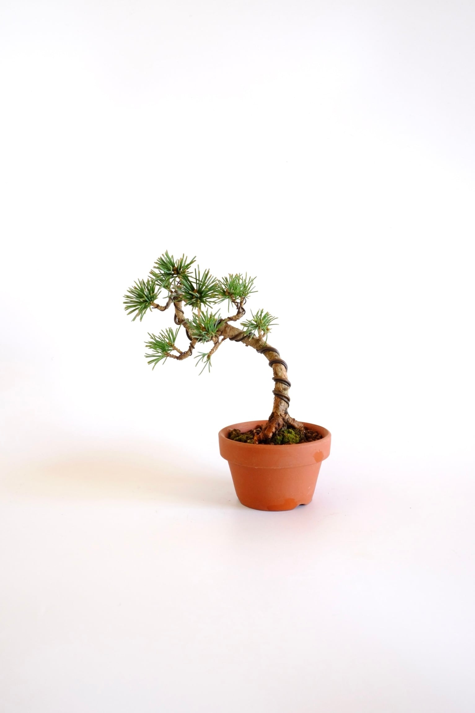 松 pine | BONSAI CLUB TOKYO