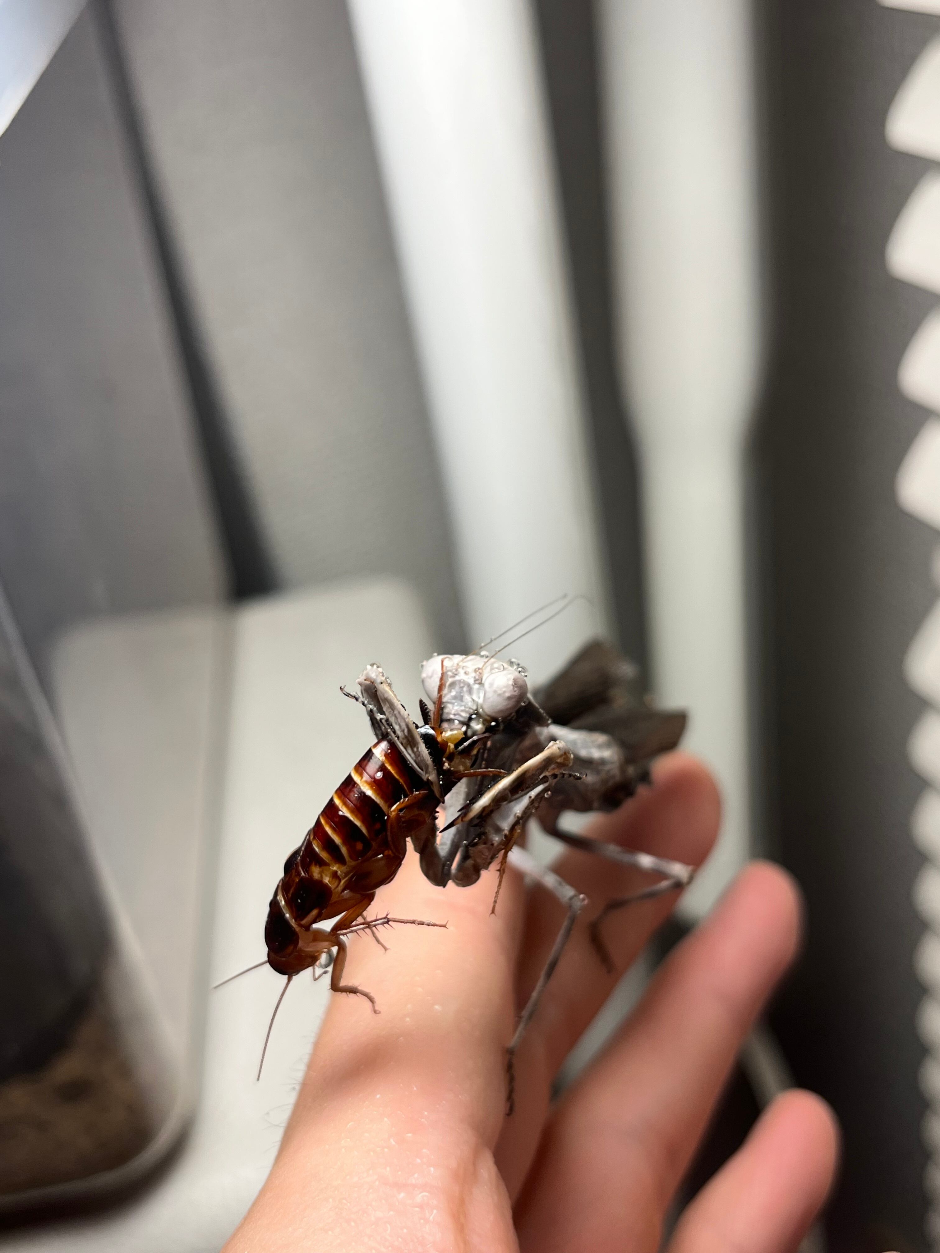 ♀成体】ダブルシールドマンティスB品 体長7cm程 Pnigomantis