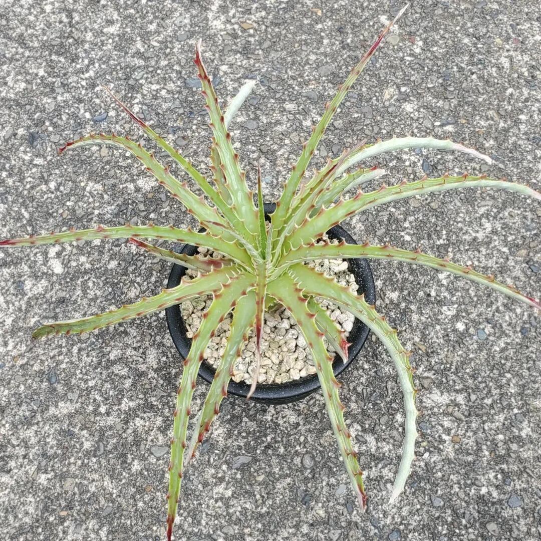 Hechtia（ヘクチア） | レアプランツ通販サイトPlants Maniax